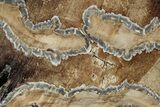 Mammoth Molar Slice With Case - South Carolina #291126-2
